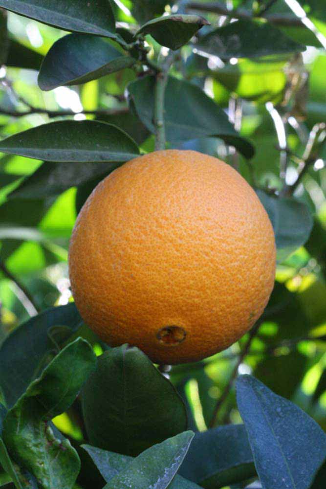            Fruit (Riverside, CA)   